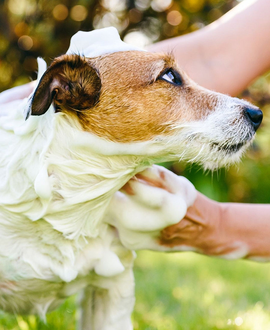 Animal Applications (Shampooing) in Brazil Begins